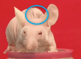 培養された毛包細胞を移植したマウスの画像